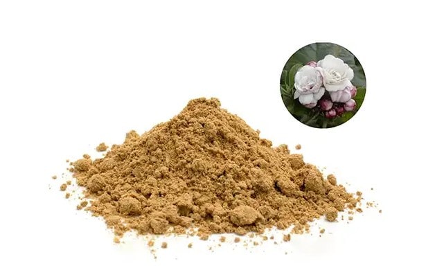 Mua cao bạch đồng nữ ở đâu?