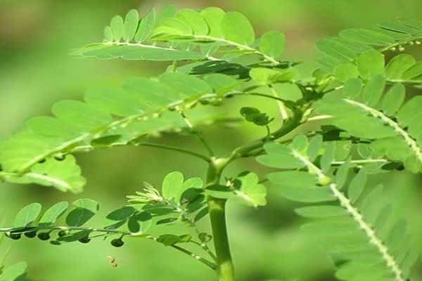 Xem họ diệp hạ châu