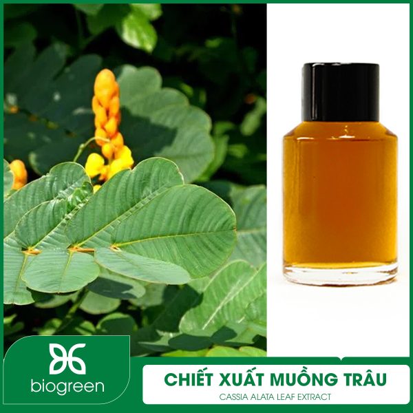 Chiết xuất Muồng trâu có tác dụng gì?