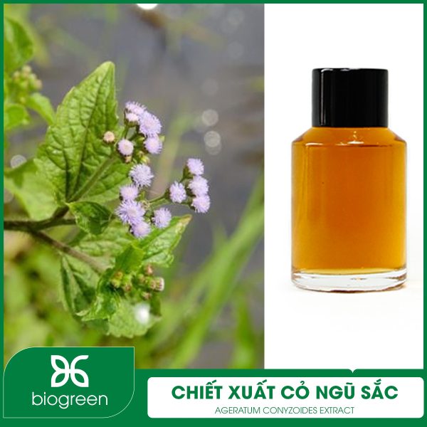 Chiết xuất cỏ ngũ sắc có thành phần gì?